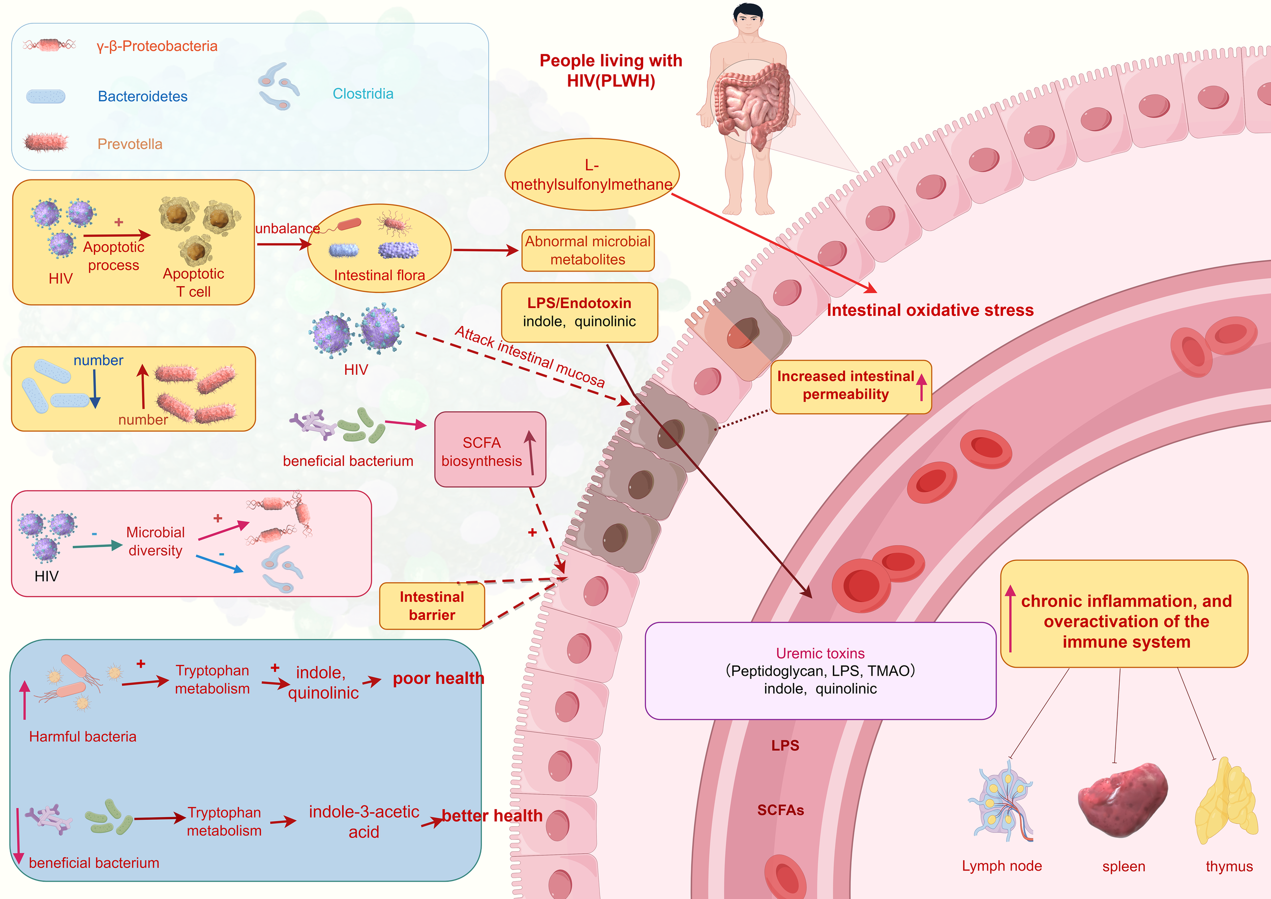 Frontiers | Mechanisms of HIV-immunologic non-responses and