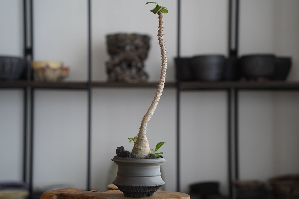 磯部祐介 植木鉢 作家鉢 20cm大鉢 磯部祐介 | STORES