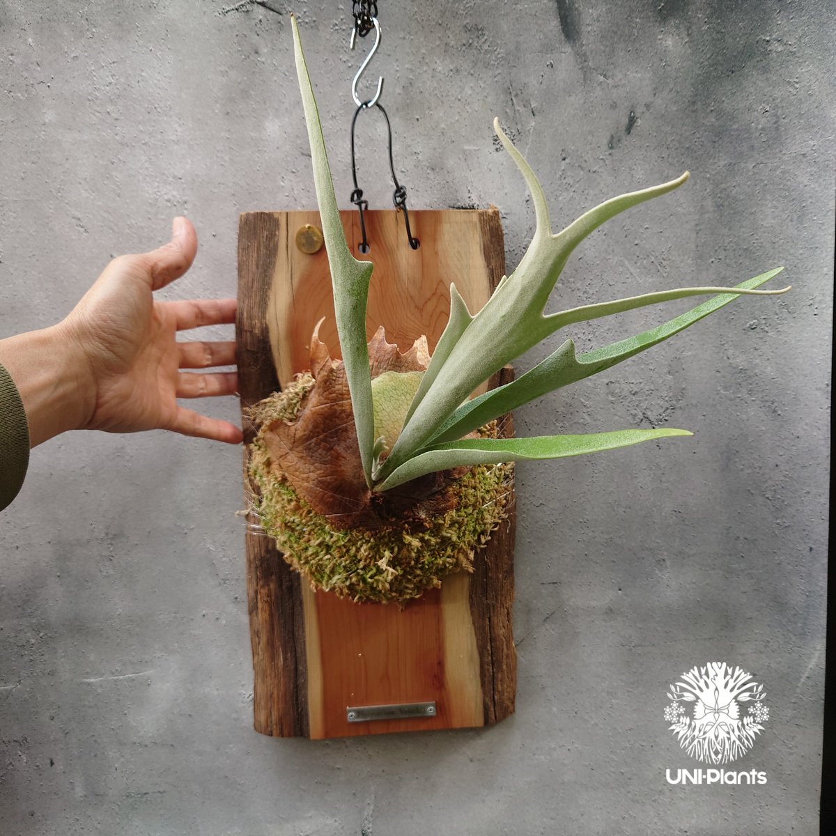 ビカクシダ ベイチー(子株) Platycerium veitchii(pup) コウモリラン