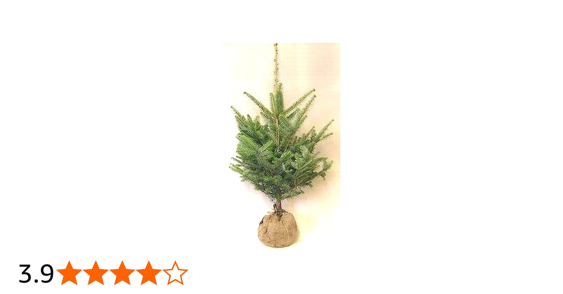 Amazon.co.jp: モミの木 本物のクリスマスツリー【樅の木150センチ