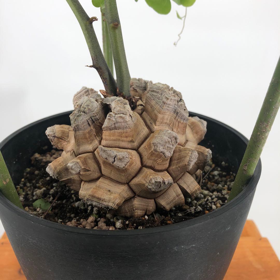 ① アフリカ亀甲竜　5号 Secret Bazaar | _ 『 アフリカ亀甲竜 』 Dioscorea elephantipes